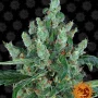 Насіння конопель Laughing Buddha від Barney's Farm
